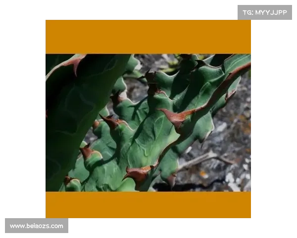 解锁蓝色妖姬隐藏功能，惊艳视频揭秘